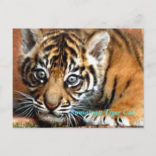 Sumatran Tiger Cub Postcard (Front)