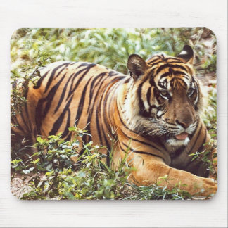 sumatran tiger mouse pad