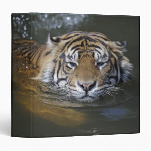 Sumatran tiger, Panthera tigris sumatrae Binder