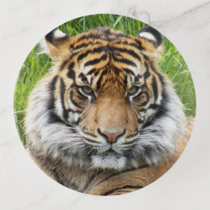 Sumatran Tiger Photo Round Trinket Tray