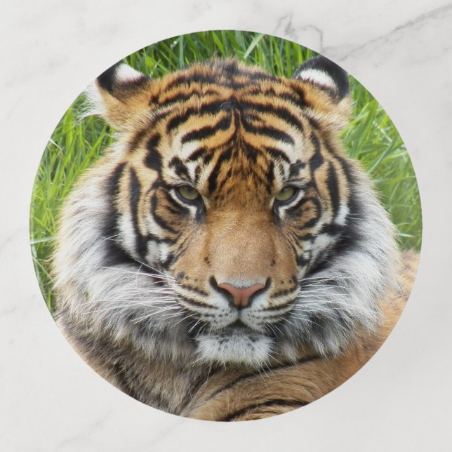 Sumatran Tiger Photo Round Trinket Tray (Front)