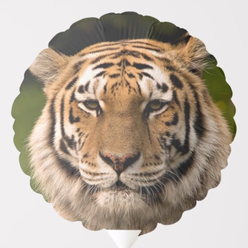 Sumatran Tiger Portrait Balloon