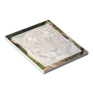 Sumatran Tiger Portrait Notepad