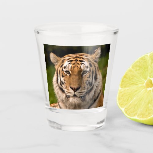 Sumatran Tiger Portrait Shot Glass