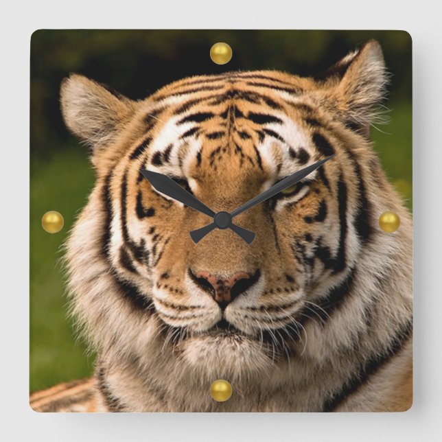 Sumatran Tiger Portrait Square Wall Clock (Front)