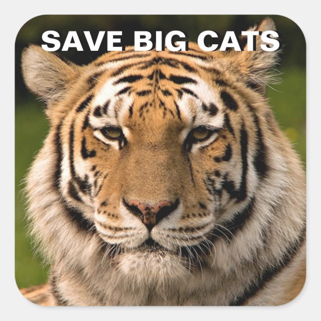 Sumatran Tiger Portrait Sticker (Front)