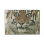 Sumatran Tiger Post-it Notes