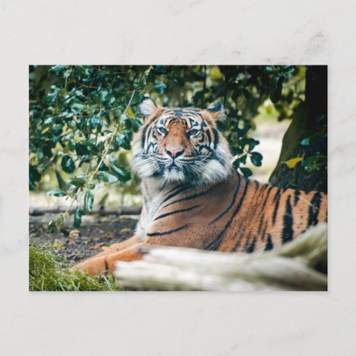 Sumatran Tiger Postcard