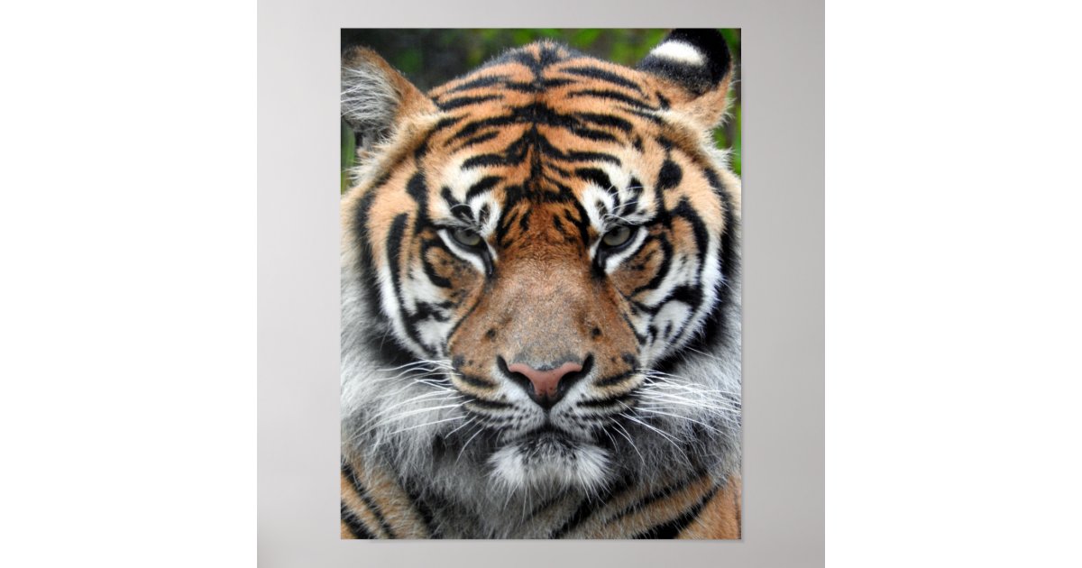 Sumatran Tiger Poster | Zazzle.com