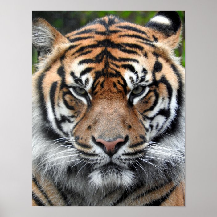 Sumatran Tiger Poster | Zazzle.com