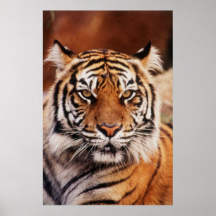 Sumatran Tiger Poster