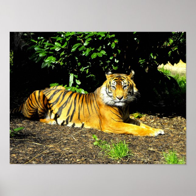 Sumatran tiger poster (Front)