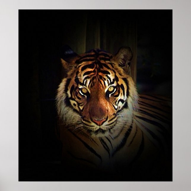 Sumatran Tiger Poster Print (Front)