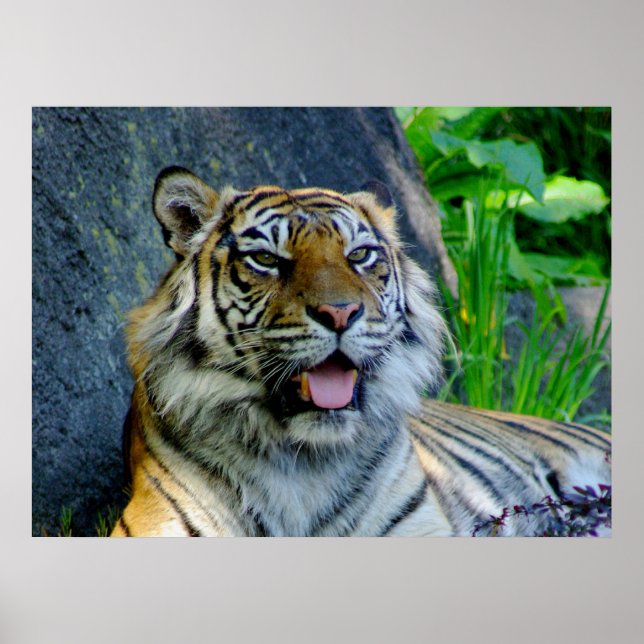 Sumatran Tiger print (Front)