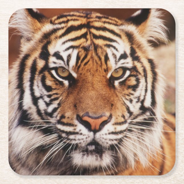 Sumatran Tiger Square Paper Coaster (Front)