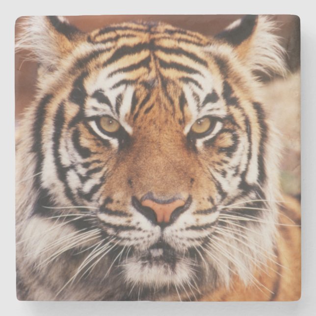 Sumatran Tiger Stone Coaster (Front)