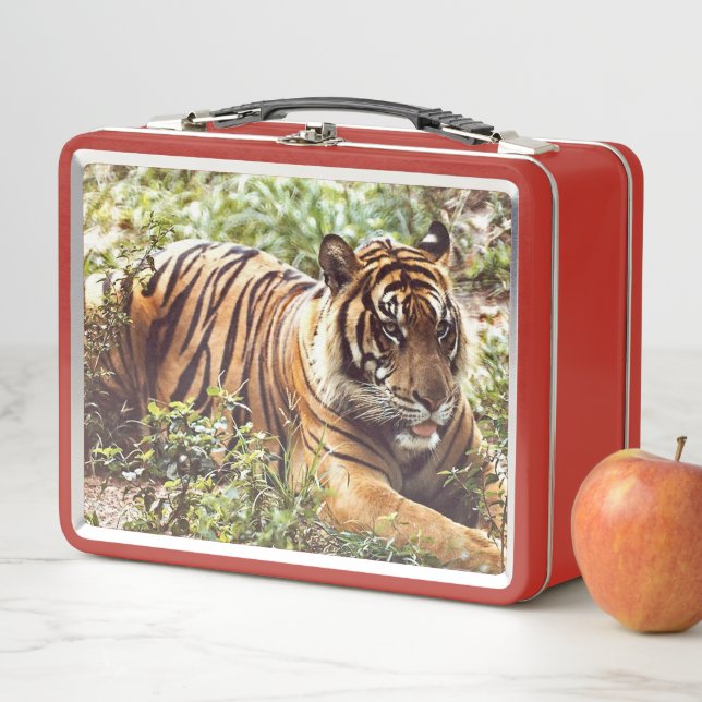 Sumatran Tiger Wild Metal Lunchbox (In Situ)