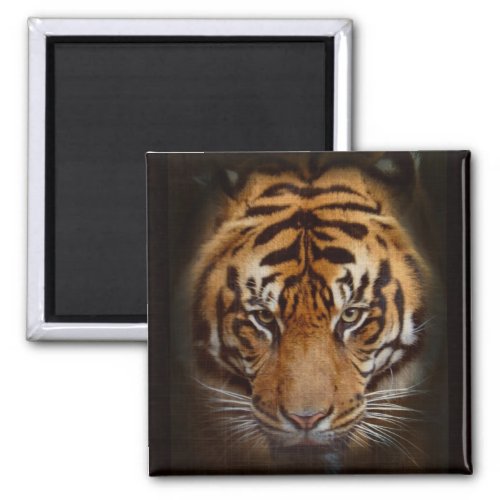 Sumatran Tiger Wildlife Big Cat Lover Photo Magnet