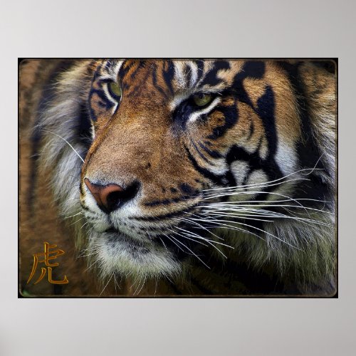 Sumatran Tiger Wildlife Big Cat_Lover Poster