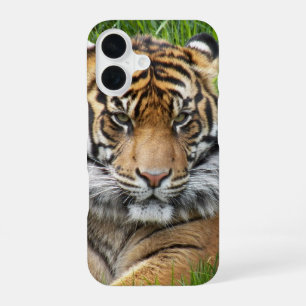 Sumatran Tiger Wildlife Photo iPhone 16 Case