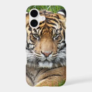 Sumatran Tiger Wildlife Photo iPhone 17 Case
