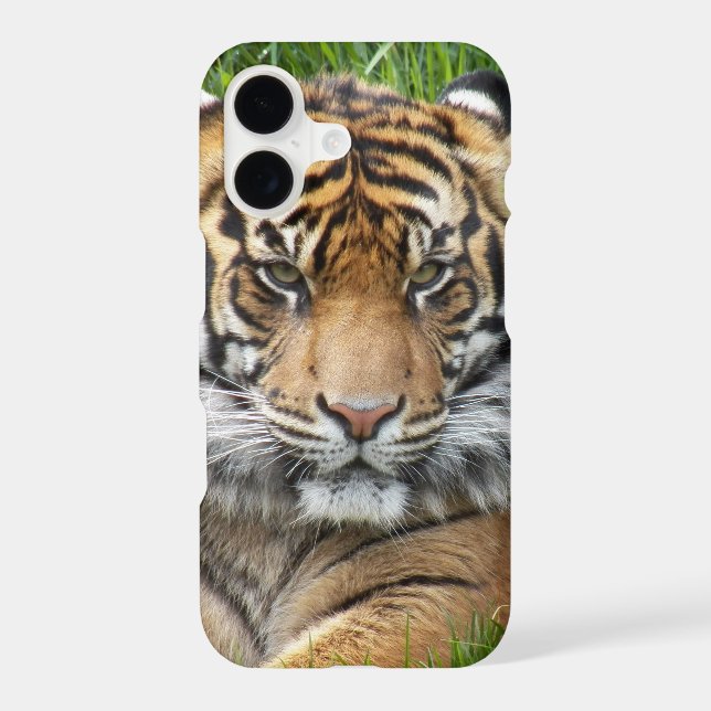 Sumatran Tiger Wildlife Photo iPhone Case (Back)