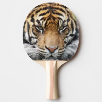 Sumatran Tiger Wildlife Photo