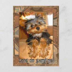 Sumfins Yorkie Postcard