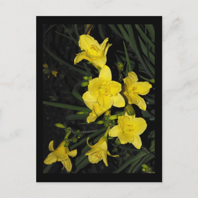 ~ Summer 11 ~ Postcard (Front)