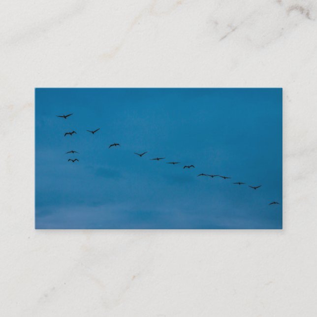 Summer 2019 Seagulls  looking for food Business Card (Front)