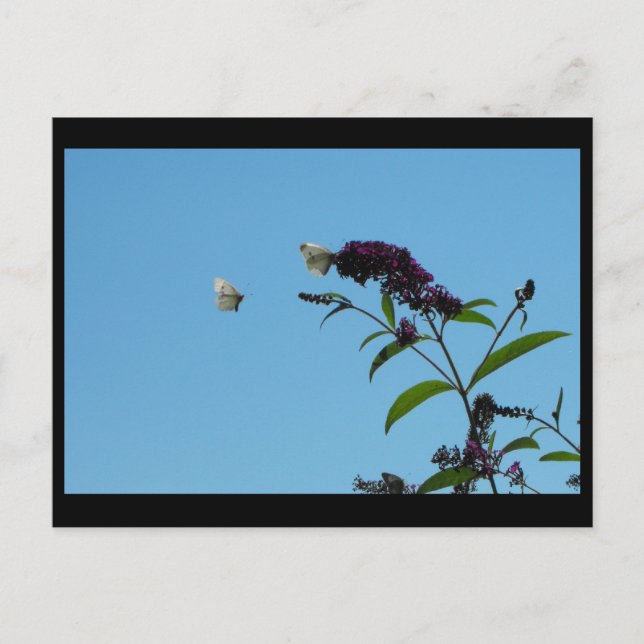 ~ Summer 20 ~ Postcard (Front)