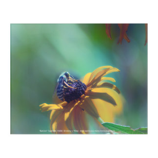 Summer Acrylic Print
