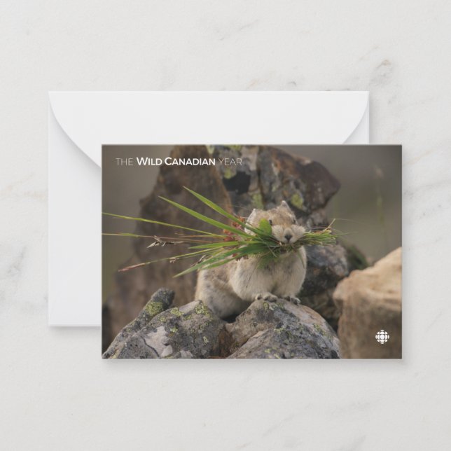 Summer - American Pica Note Card (Front)