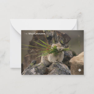 Summer - American Pica Note Card