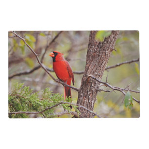 Summer and Winter Red Cardinal Bird Nature Placemat
