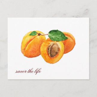 Summer apricots savor the life watercolor postcard