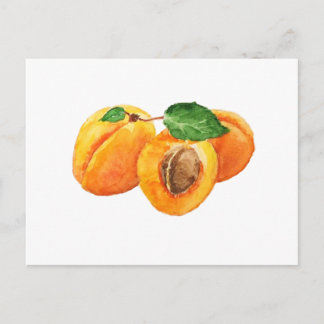 Summer apricots watercolor postcard