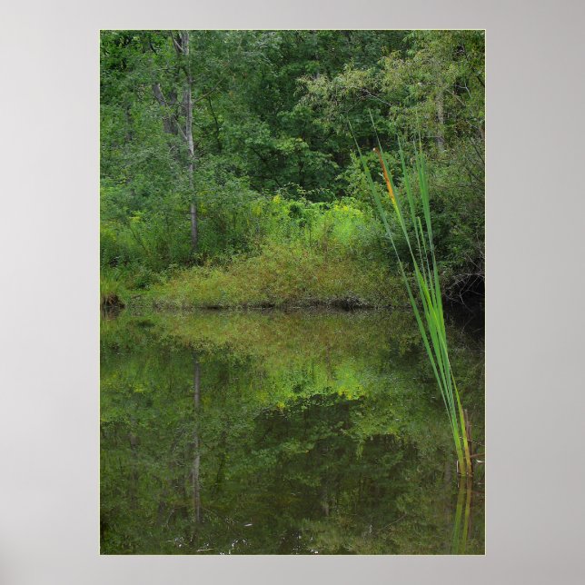 Summer at the Pond Poster (Front)