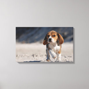 Summer beagle canvas print
