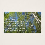 Summer Birch Trees at Rocky Mountain