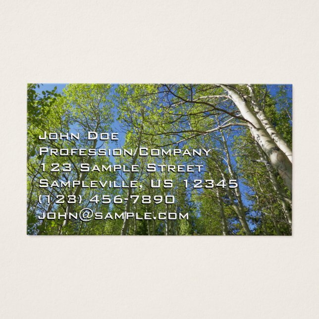 Summer Birch Trees at Rocky Mountain (Front)