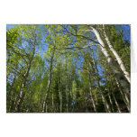 Summer Birch Trees at Rocky Mountain