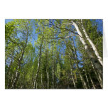 Summer Birch Trees at Rocky Mountain Cards