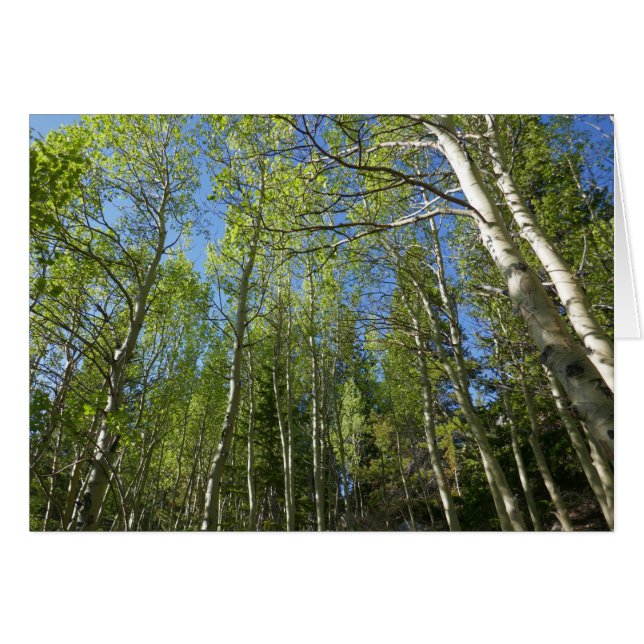Summer Birch Trees at Rocky Mountain Cards (Front Horizontal)