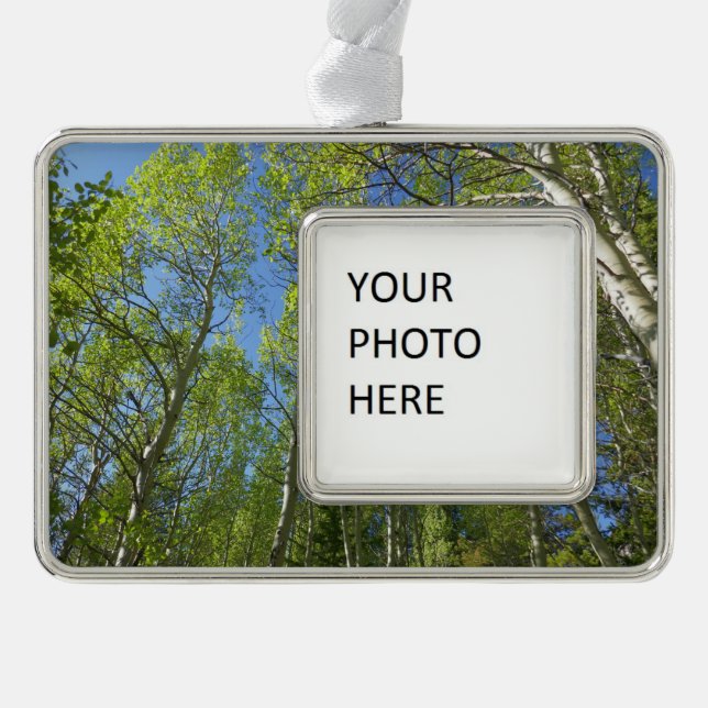 Summer Birch Trees at Rocky Mountain Christmas Ornament (Front)