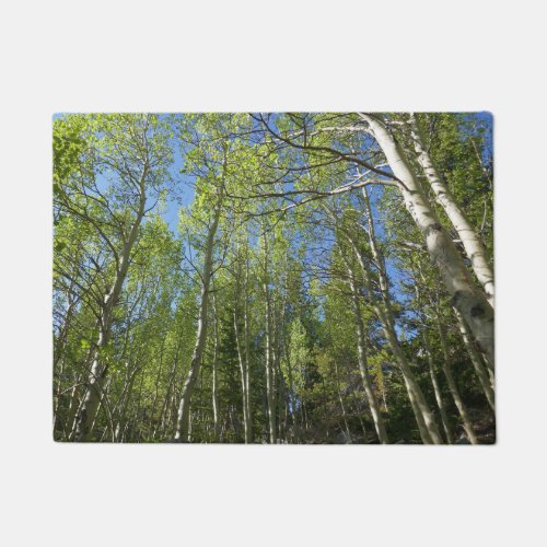 Summer Birch Trees at Rocky Mountain Doormat