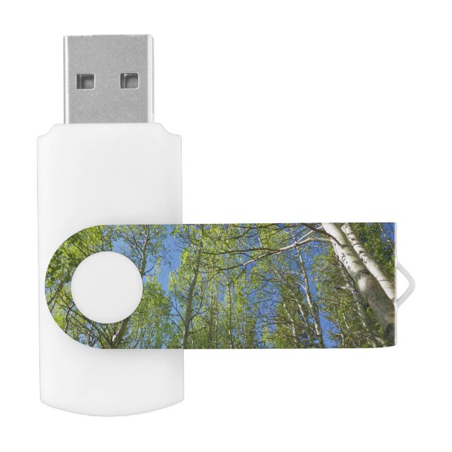 Summer Birch Trees at Rocky Mountain Flash Drive (Opened)