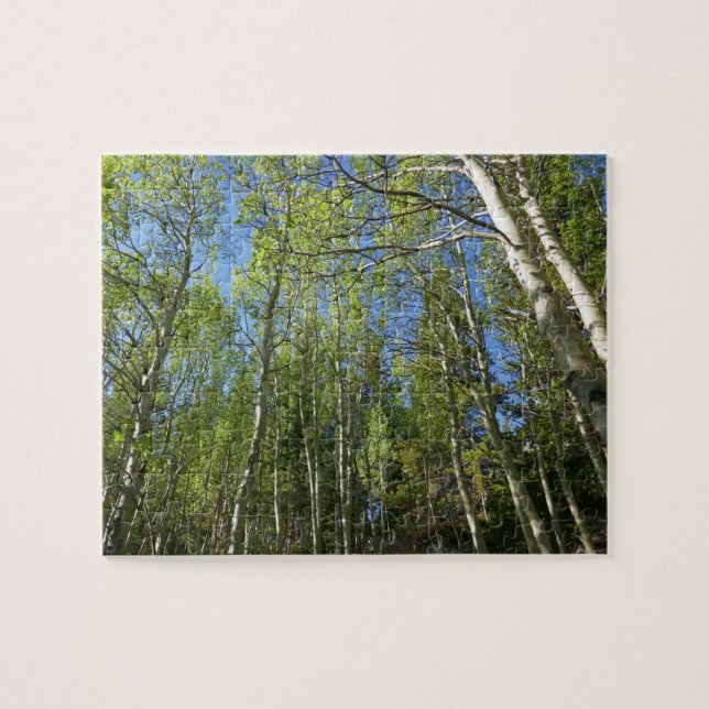 Summer Birch Trees at Rocky Mountain Jigsaw Puzzle (Horizontal)