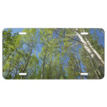 Summer Birch Trees at Rocky Mountain License Plate