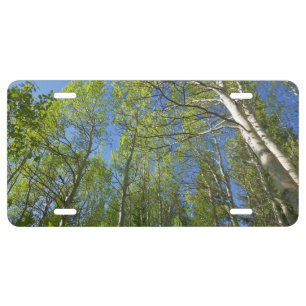Summer Birch Trees at Rocky Mountain License Plate
